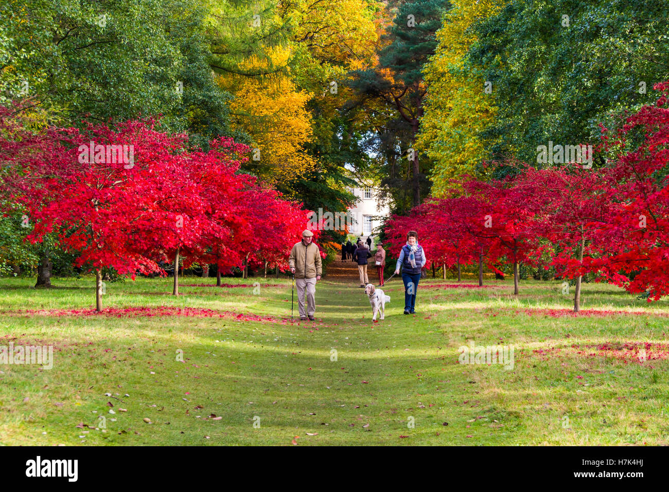 Les visiteurs profitent du soleil d'automne, entre les arbres feuillus à Perrow Thorp, arboretum, Bedale North Yorkshire. Banque D'Images