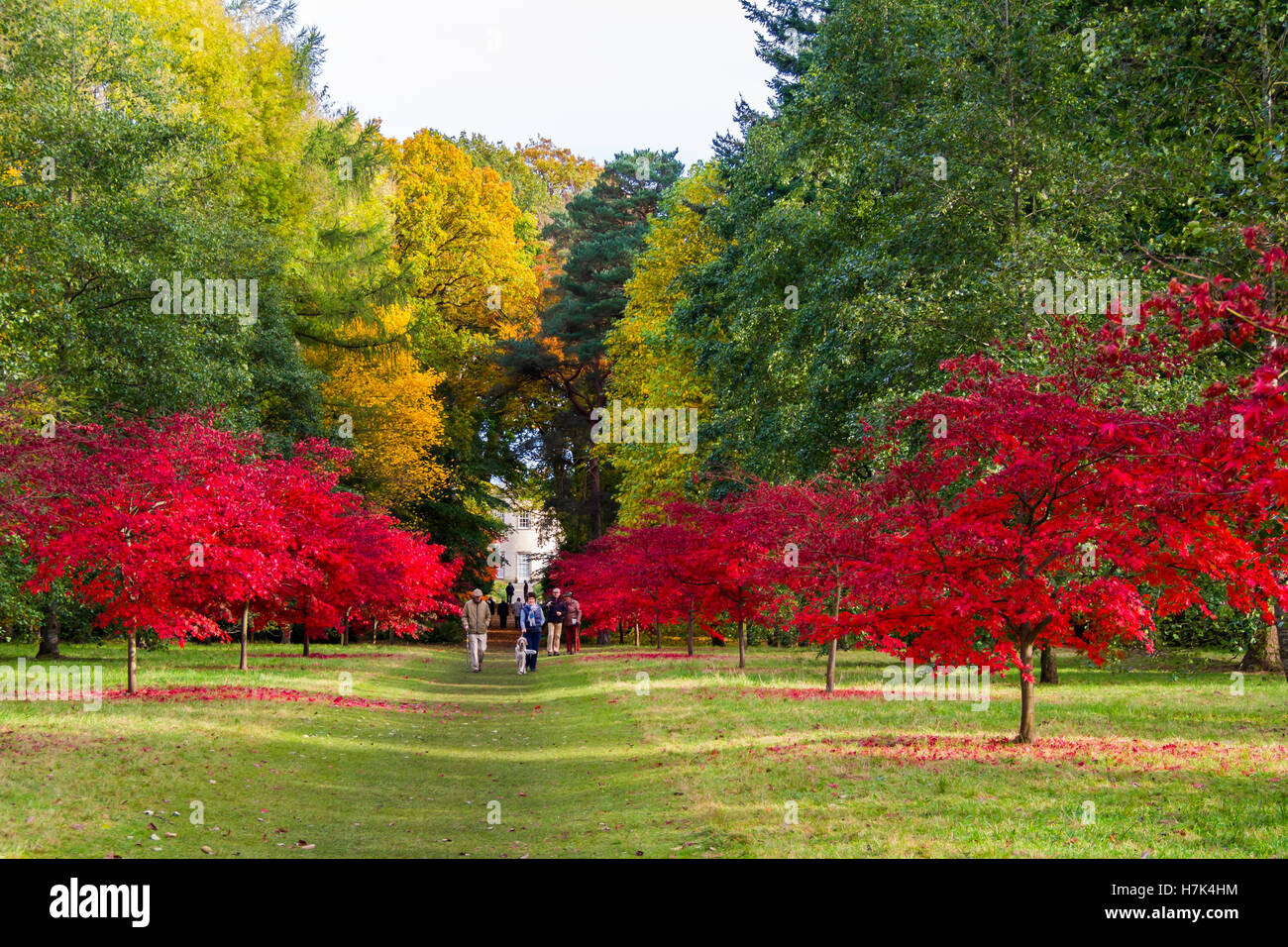 Les visiteurs profitent du soleil d'automne, entre les arbres feuillus à Perrow Thorp, arboretum, Bedale North Yorkshire. Banque D'Images