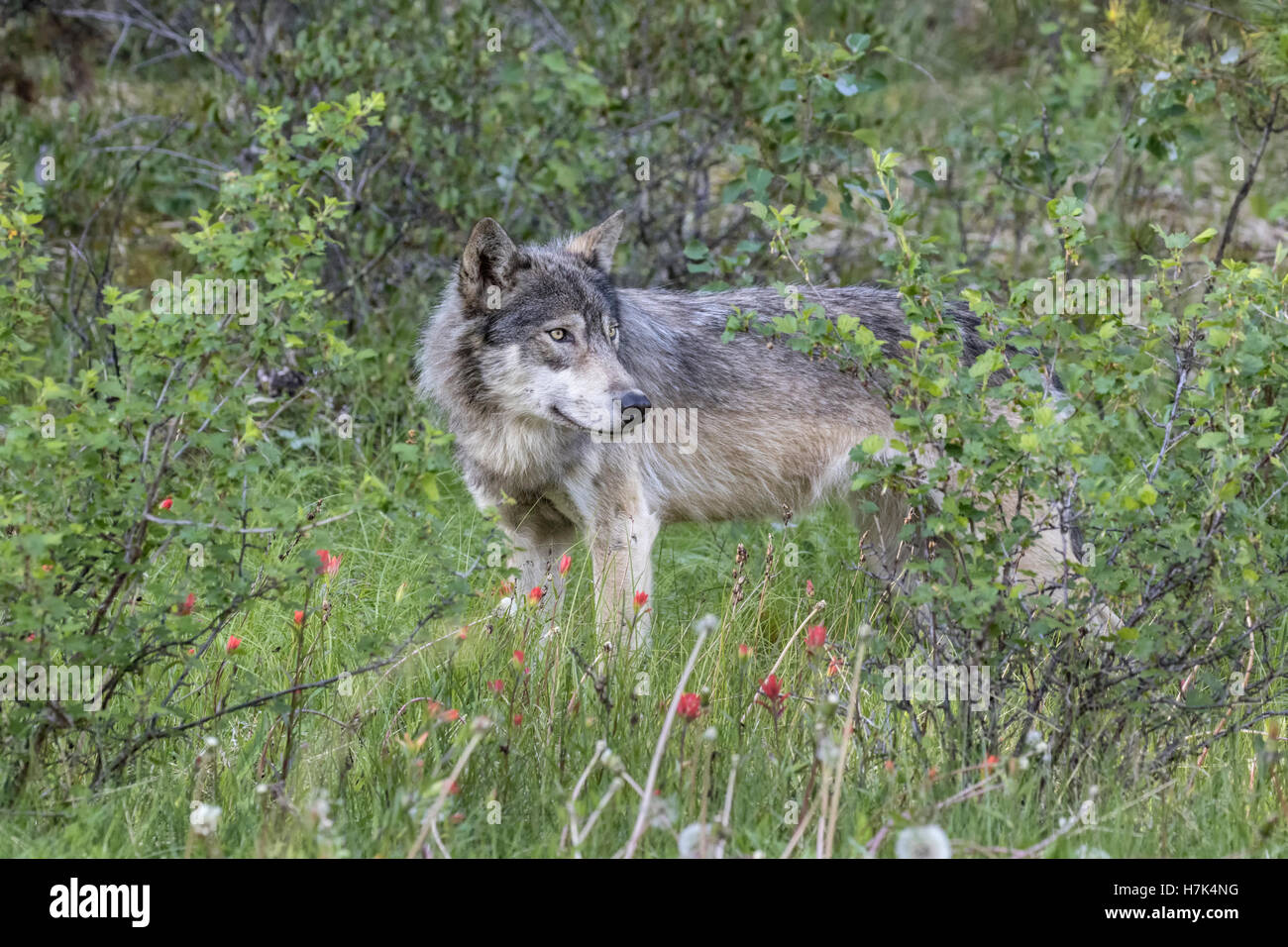 Loup gris Banque D'Images