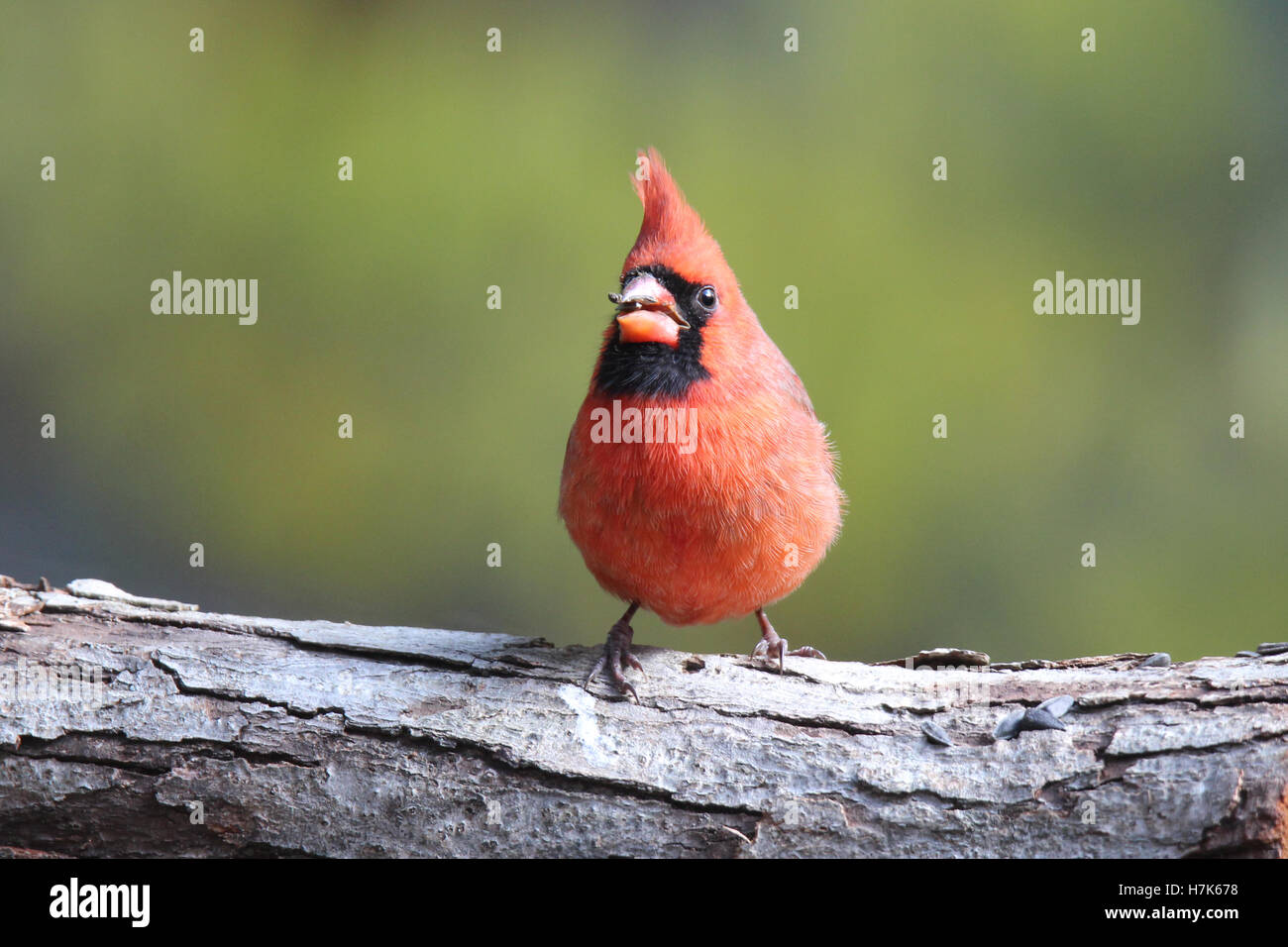 Un rouge lumineux mâles du cardinal se percher sur une branche eating seeds Banque D'Images