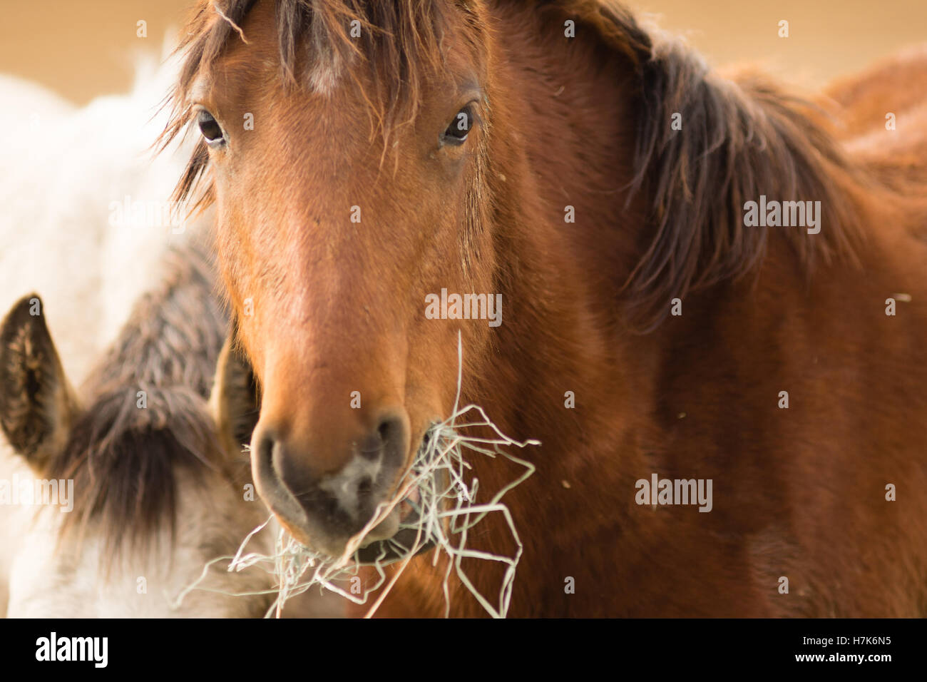 Wild Horse Face Portrait Close Up American Animal Banque D'Images
