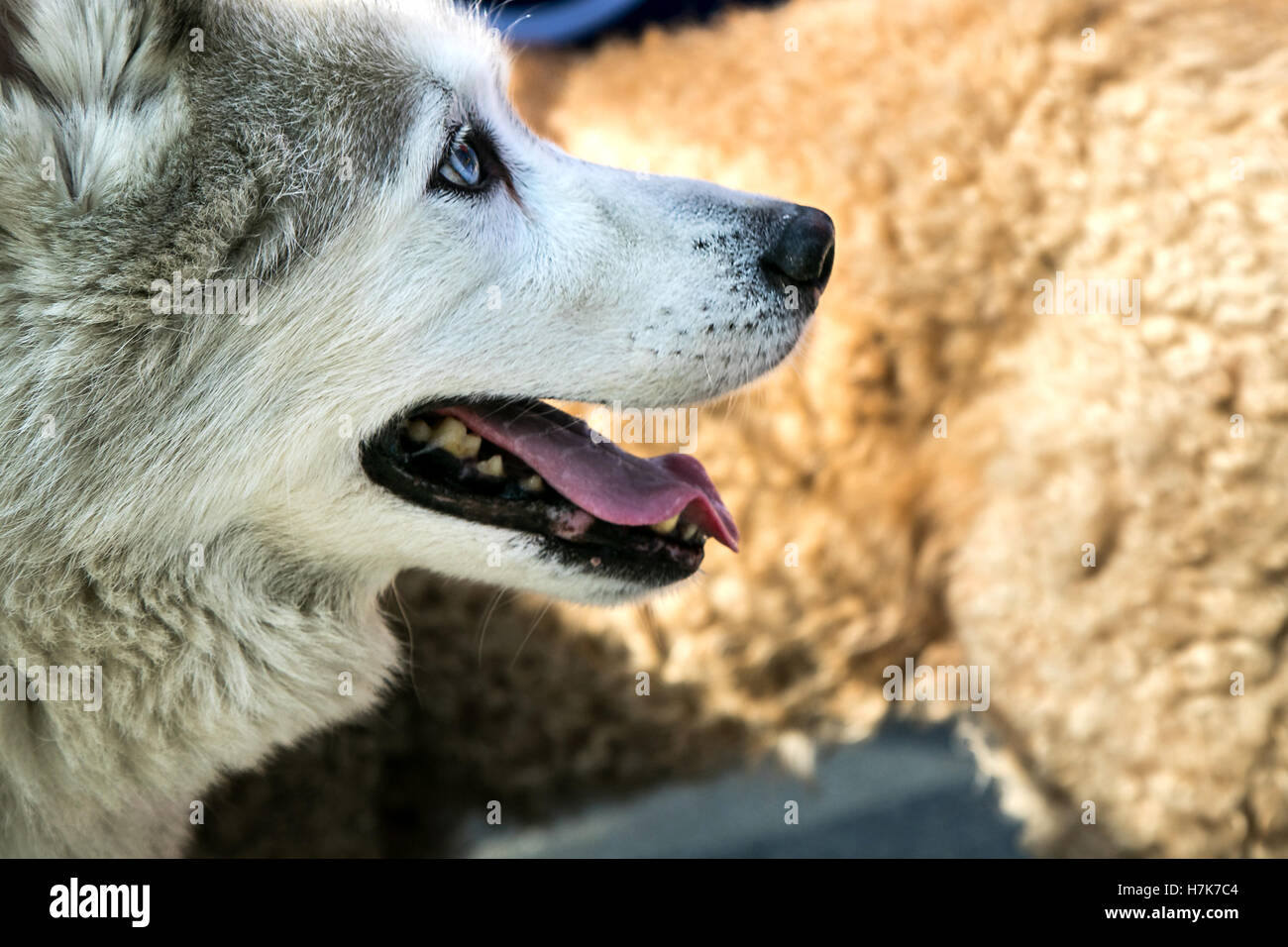 Portrait d'un husky Banque D'Images