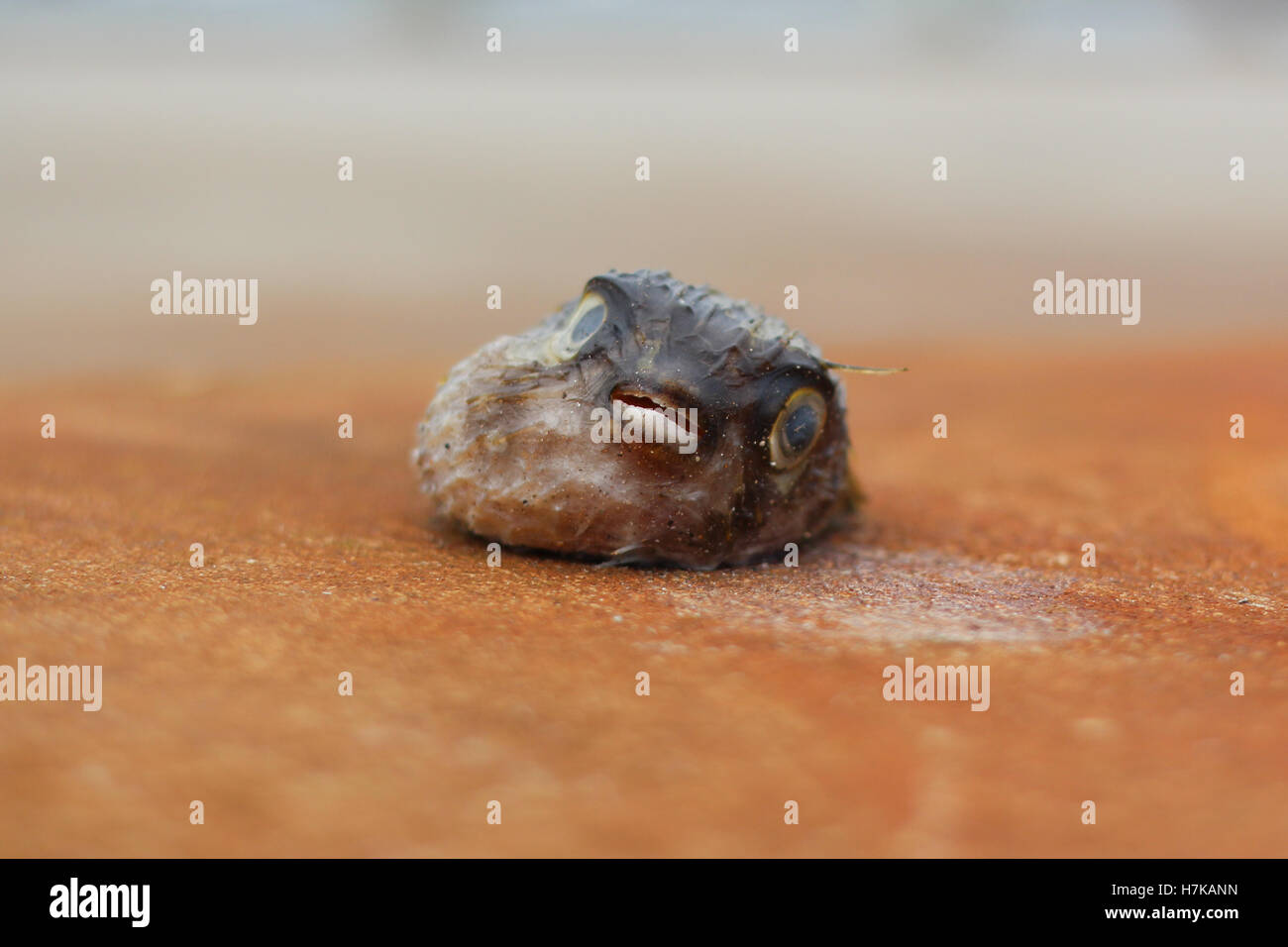 Blowfish ou poisson-globe mort sur un quai. Les prises indésirables. Banque D'Images