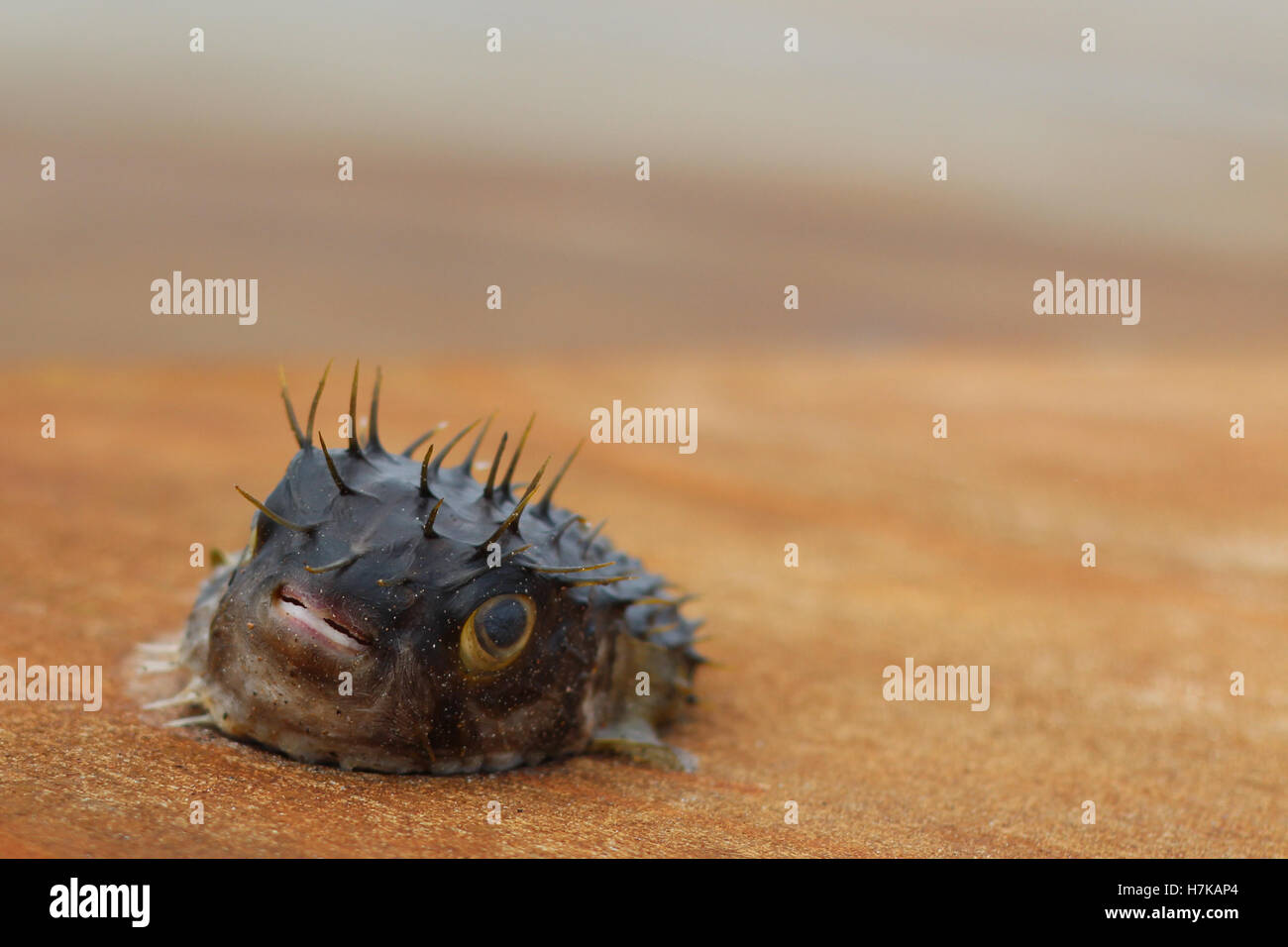 Blowfish ou poisson-globe mort sur un quai. Les prises indésirables. Banque D'Images