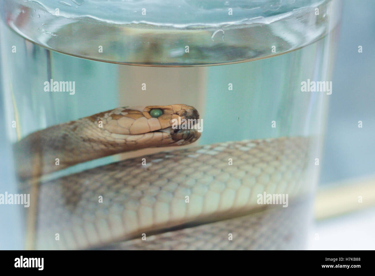 La taxidermie serpent modèle conservé en pot Banque D'Images