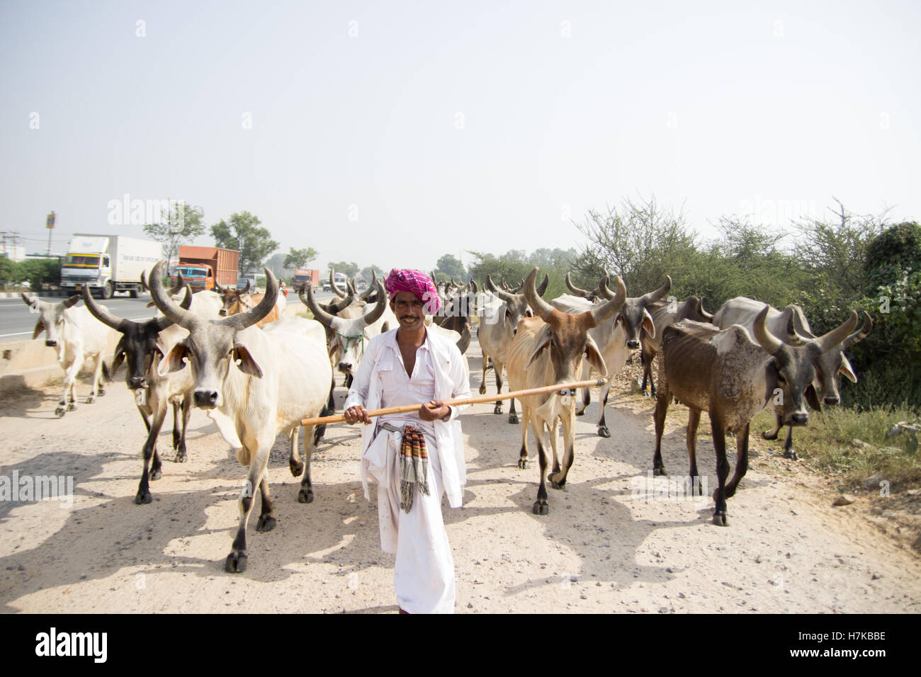 Nomad Rajasthani prendre son bétail et ox sur le côté des routes de NH8 dans Gurgaon Banque D'Images