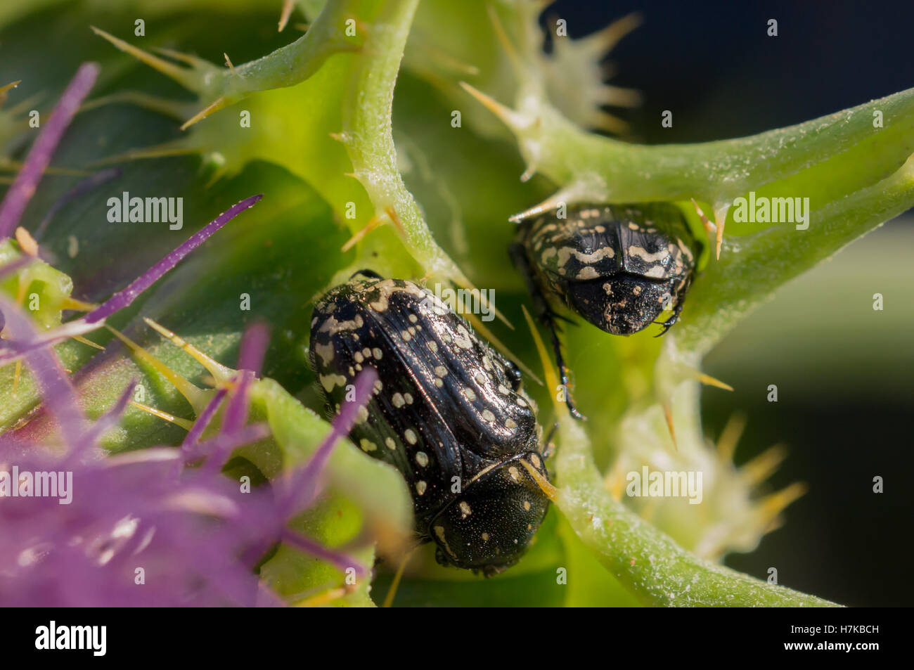 Vie de macro Banque D'Images