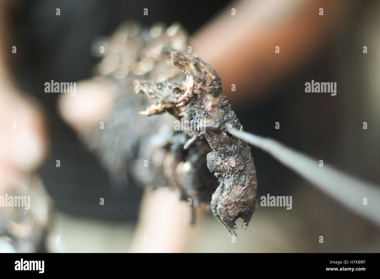 Brochettes grillés des rats dans un village de montagne dans le Nord de la Thaïlande Banque D'Images