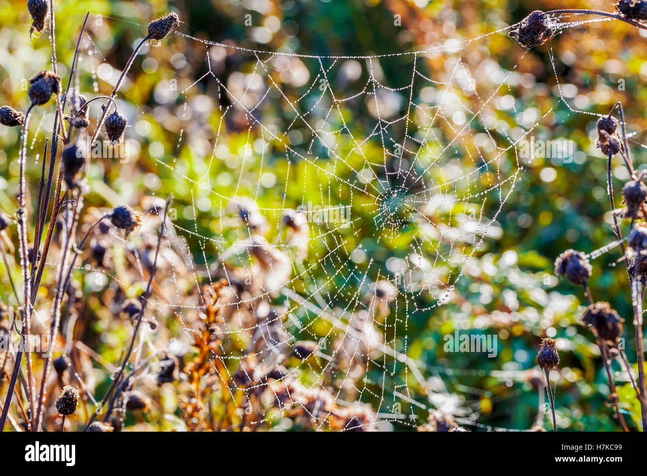Spider Web,araignée dans le pré Banque D'Images
