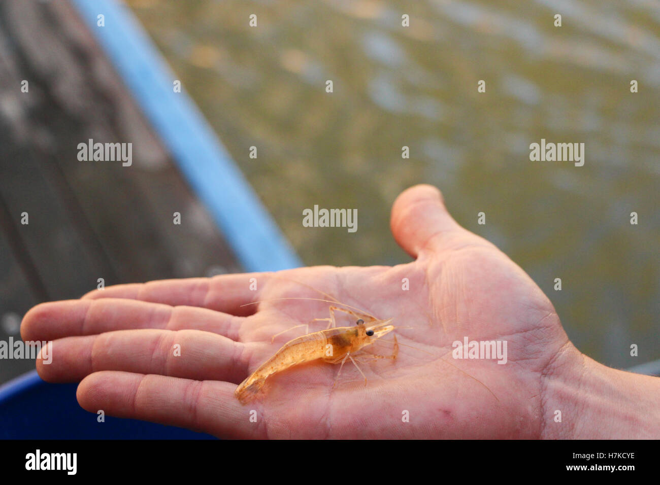 La pêche dans la rivière, de l'Australie. Jeune homme tenant une yabbie / yabby / / / crustacés crevettes écrevisses dans la paume de sa main par une rivière en Australie. Banque D'Images