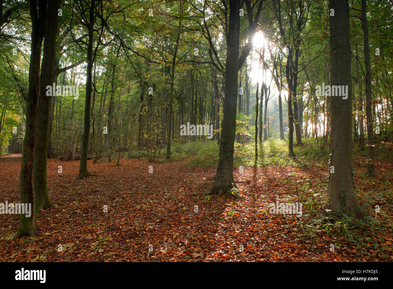 Les bois à Stanmer Park, Brighton, Angleterre, RU, FR Banque D'Images