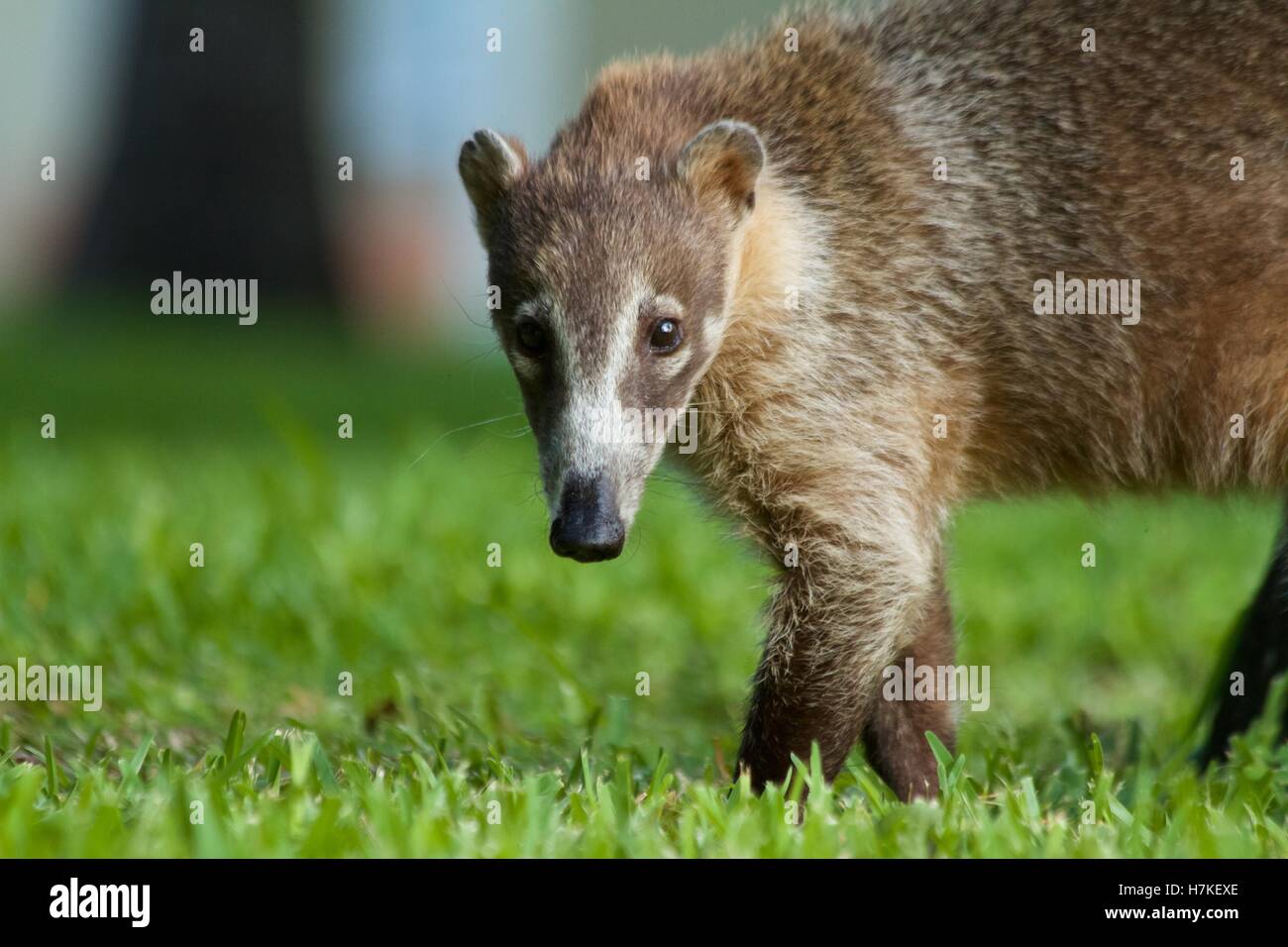 Mâle adulte à nez blanc (Nasua narica coati) Banque D'Images