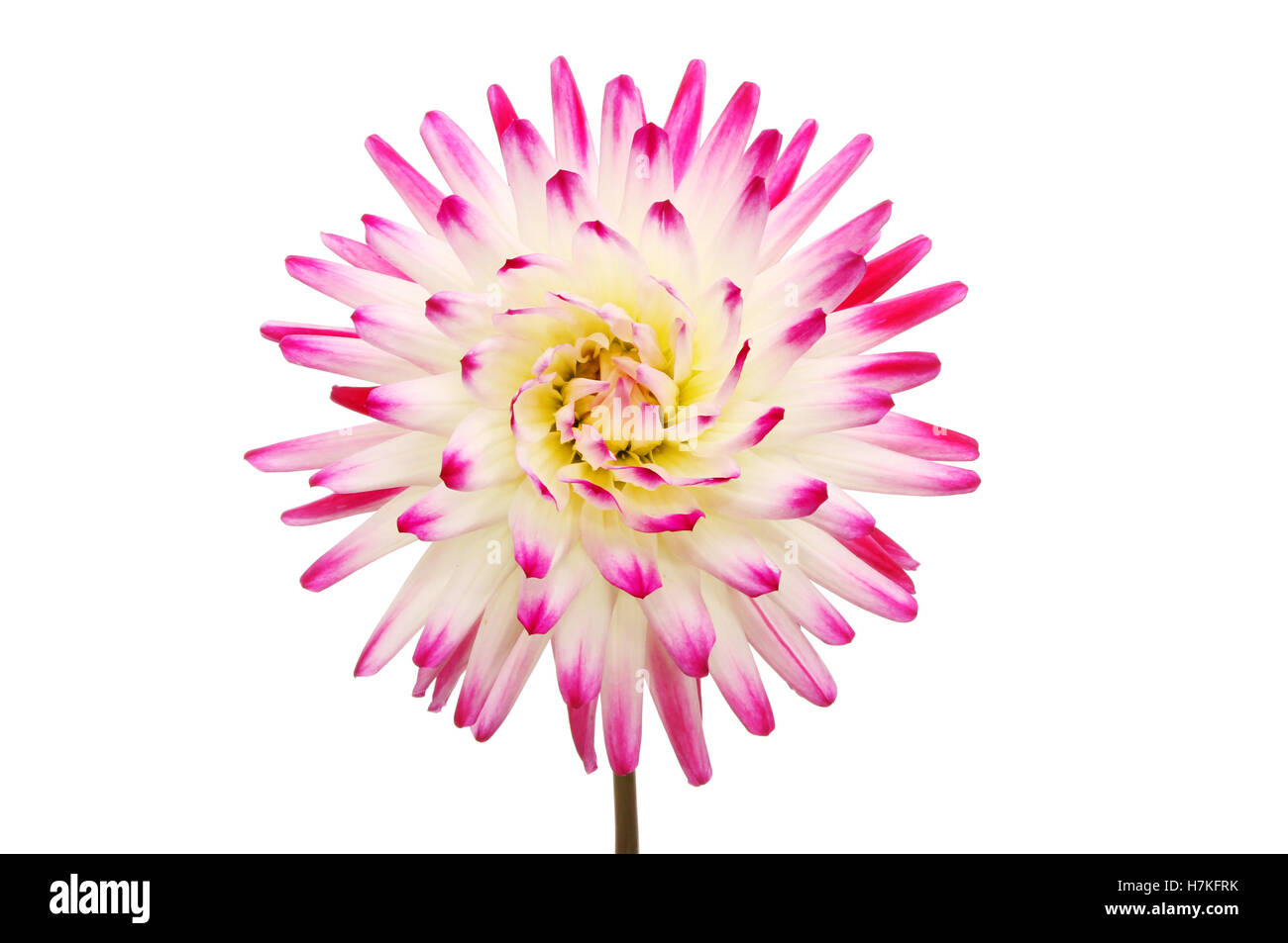 Magenta et blanc Dahlia flower isolated on white Banque D'Images