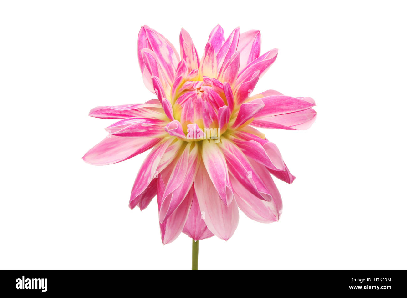 Dahlia Magenta flower isolated on white Banque D'Images