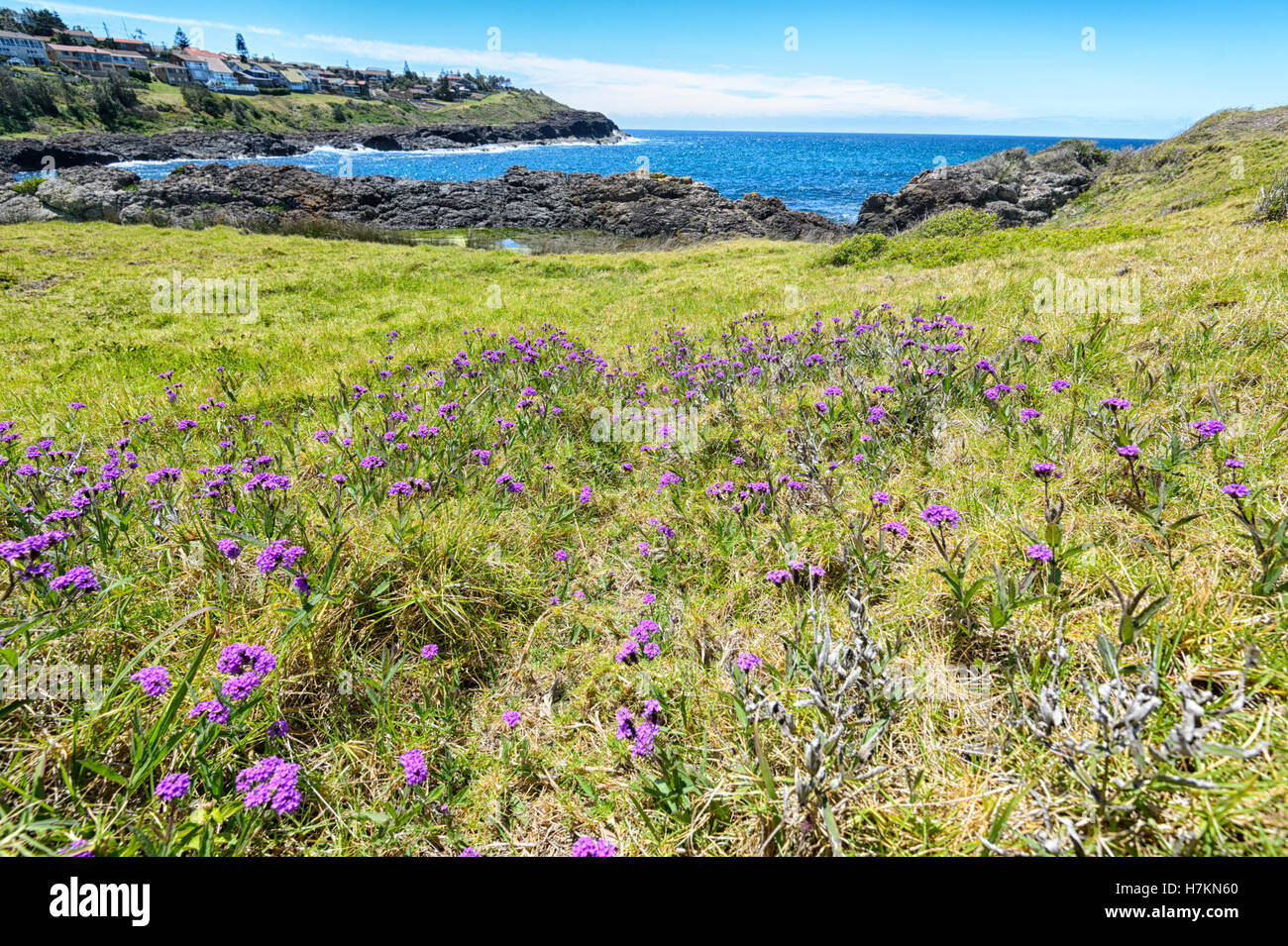 Fleurs pourpres au printemps le long de la côte, Kiama Côte Illawarra, New South Wales, NSW, Australie Banque D'Images