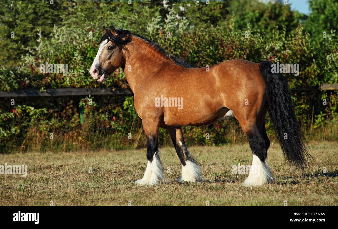 Chevaux de trait sur le pré en soirée vers le bas Banque D'Images