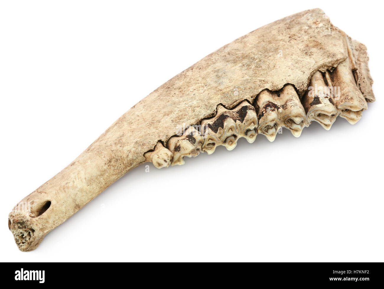 L'os de la mâchoire de vache sur fond blanc Banque D'Images