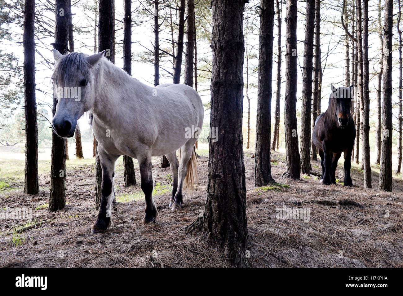 Chevaux à Mont Saint-Frieux dunes de sable et de pins, Pas de Calais, Côte d'Opale, France Banque D'Images