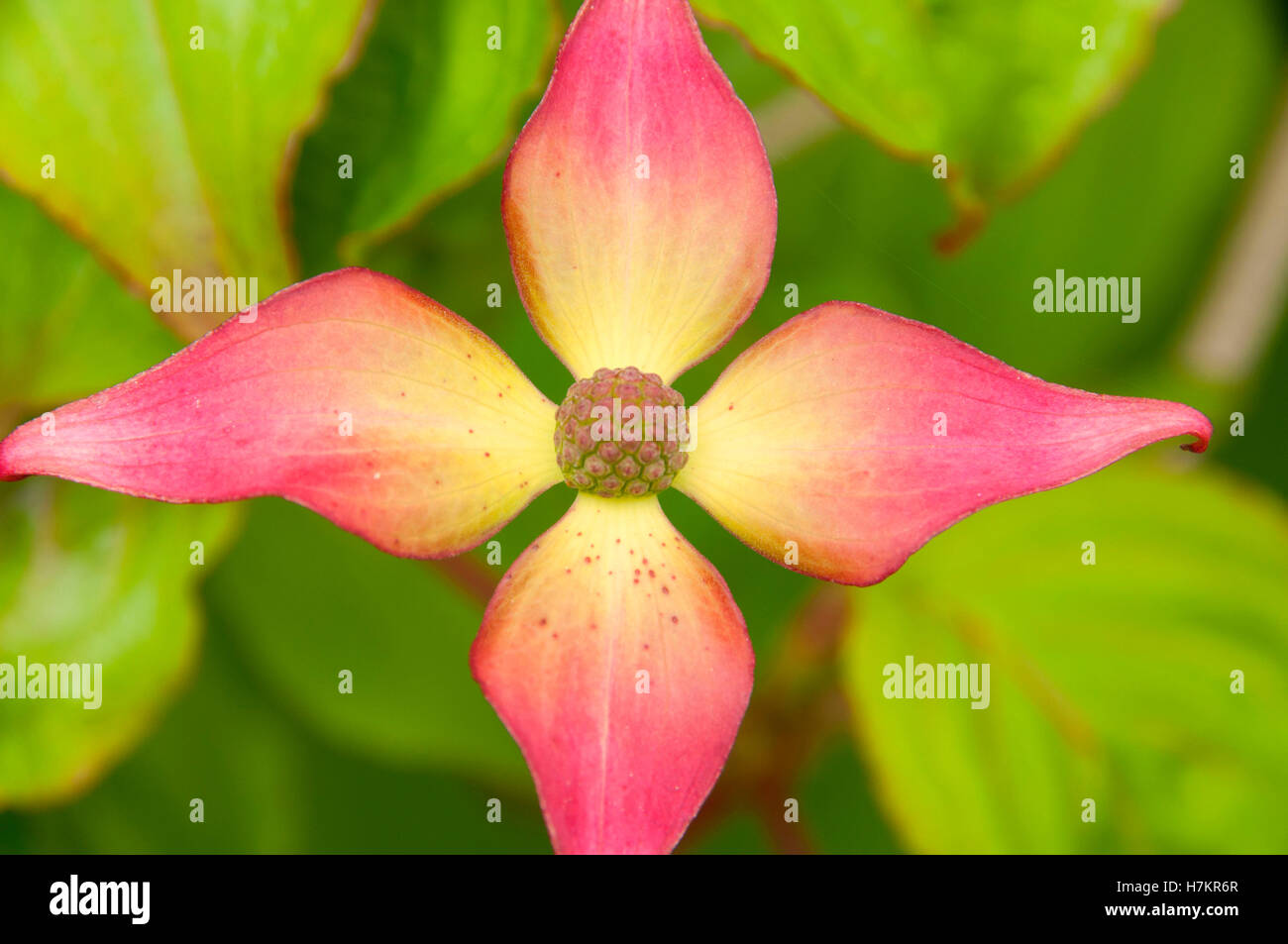 Fleur de cornouiller, Schreiners Iris Gardens, Keizer, Oregon Banque D'Images