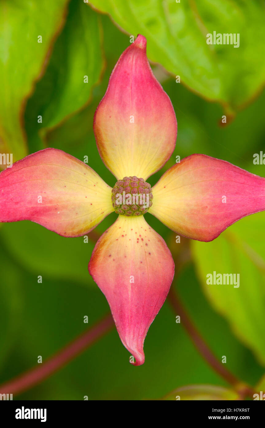 Fleur de cornouiller, Schreiners Iris Gardens, Keizer, Oregon Banque D'Images