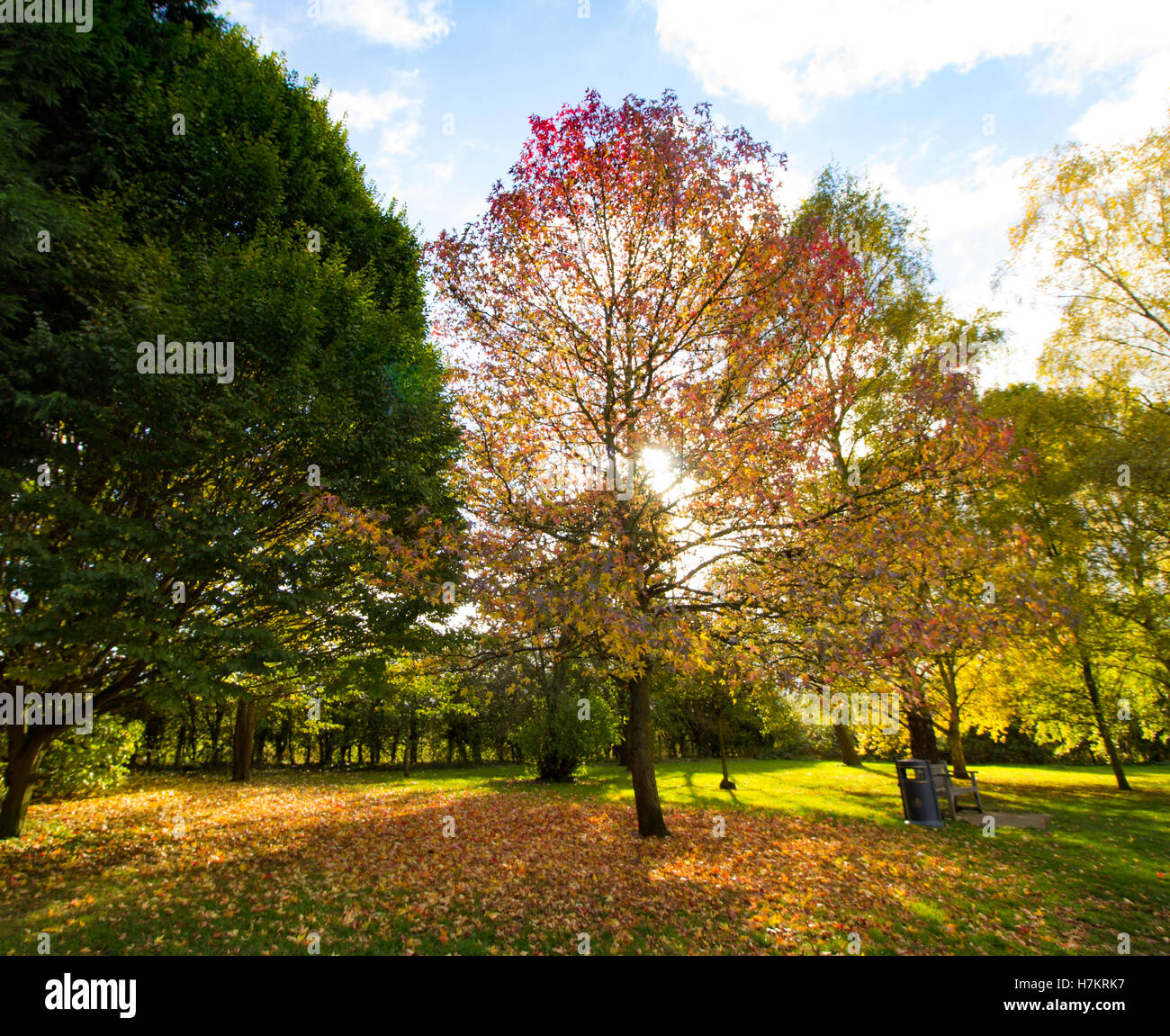 Joli arbre coloré à l'automne soleil comme les feuilles changent de couleur Banque D'Images