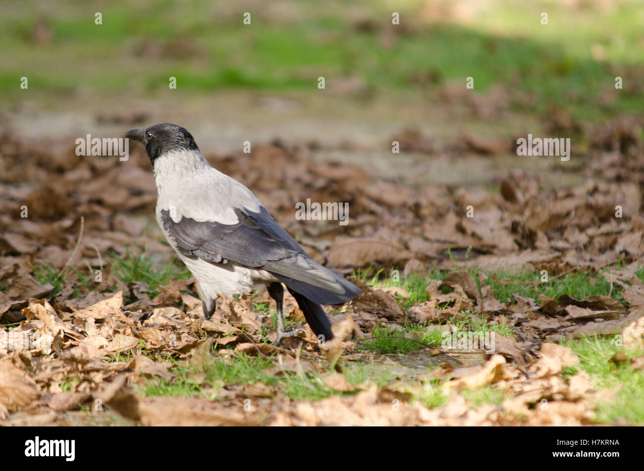 Parc raven en gris Banque D'Images