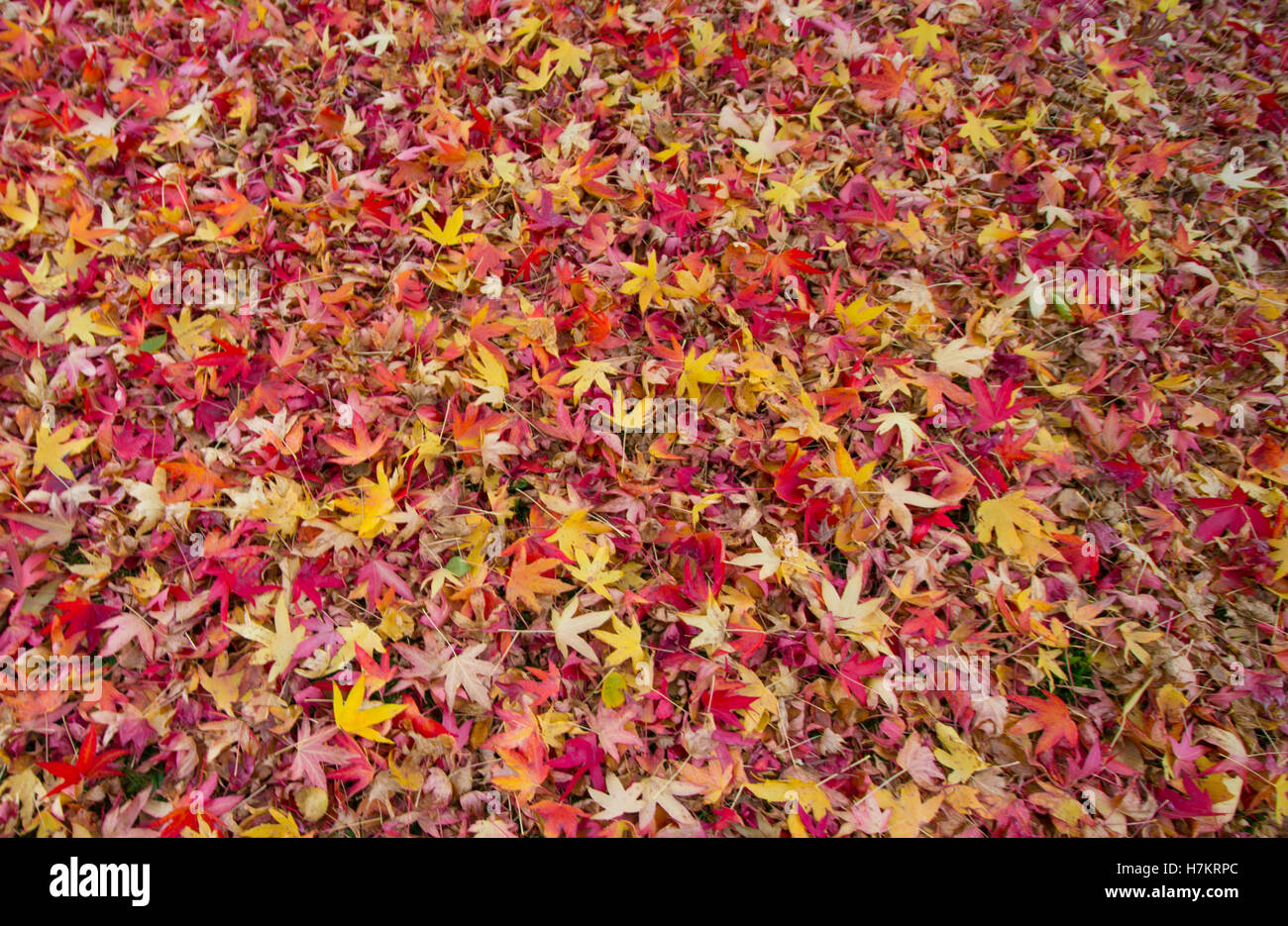 Couvrir de feuilles d'automne l'étage Banque D'Images