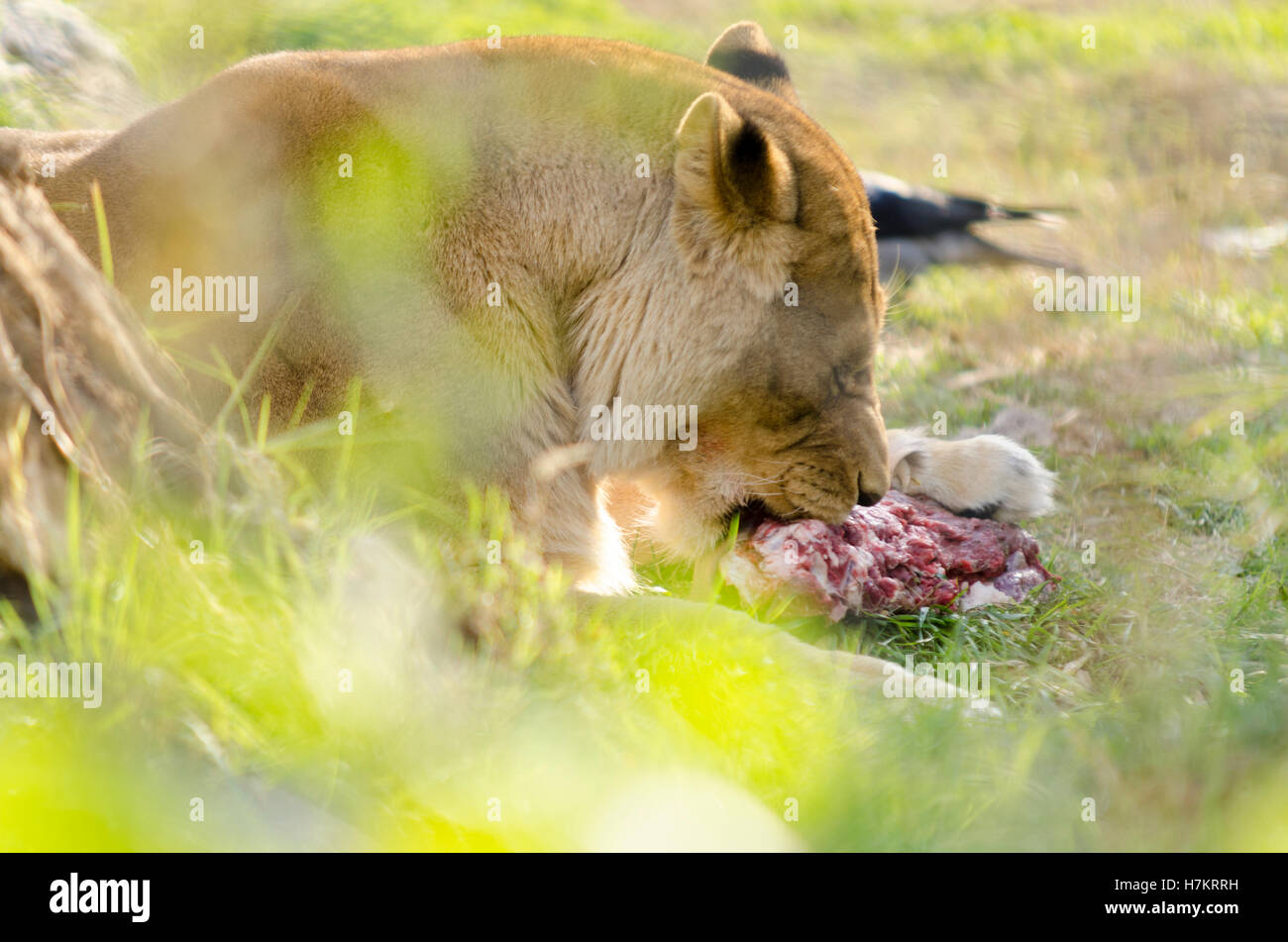 Lion mange de la viande Banque D'Images