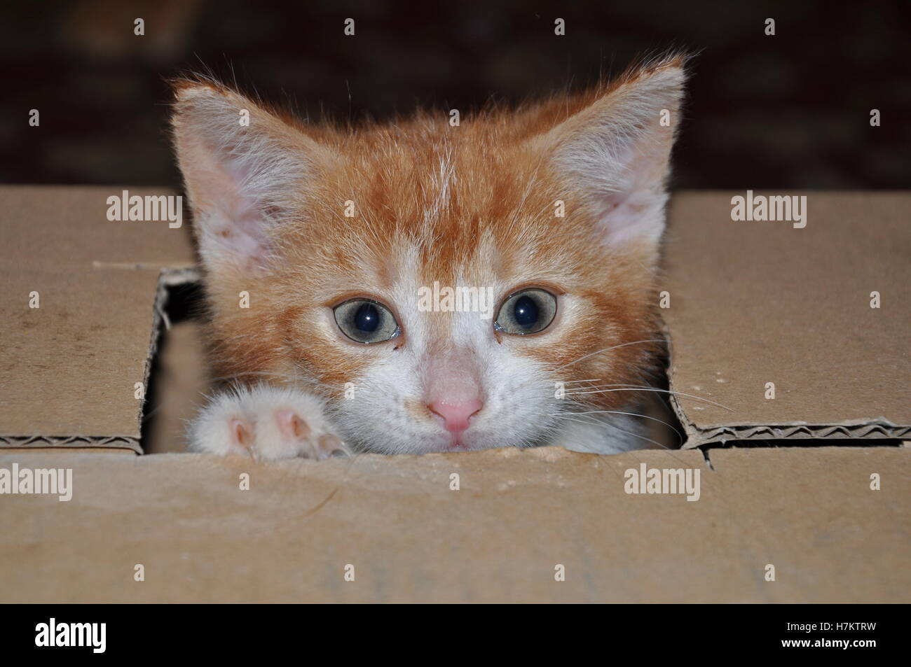 Ginger kitten playing in a box, chat mignon Banque D'Images