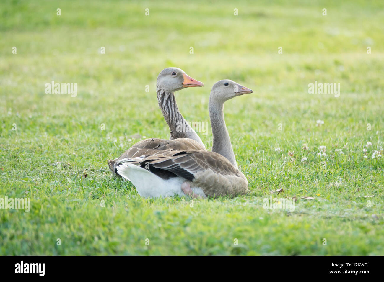Deux oies cendrées sur l'herbe verte. Nature de la faune lieux d'oiseaux se détendre dans une prairie d'été. Banque D'Images