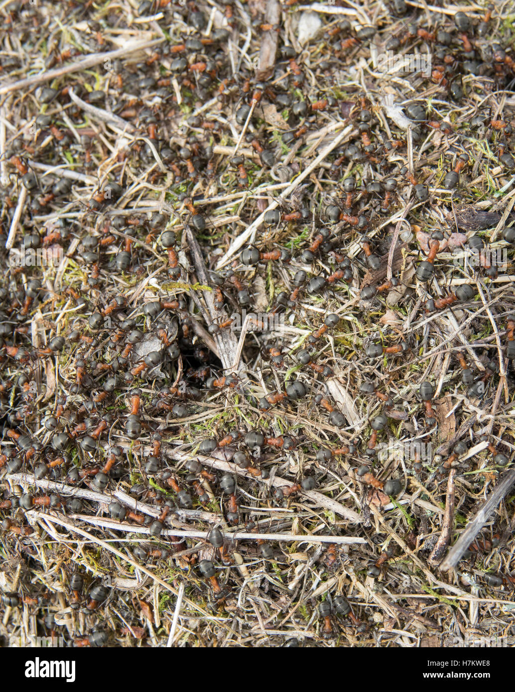 Nid de fourmis en close up. Ant d'équipe. Banque D'Images