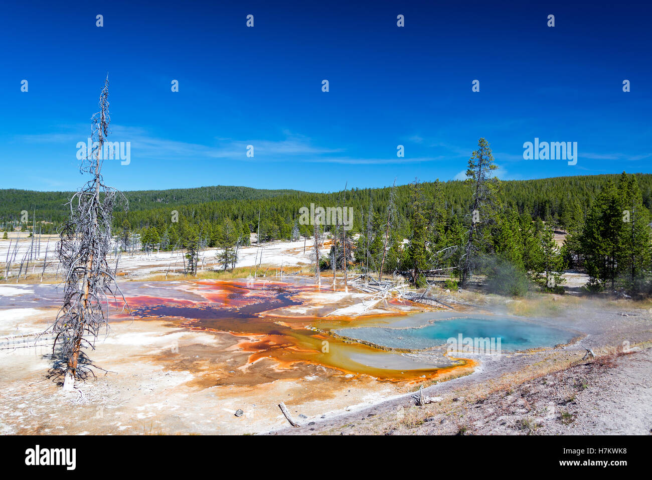 Printemps coloré et du paysage forestier vu de Firehole Lake Drive dans le Parc National de Yellowstone Banque D'Images