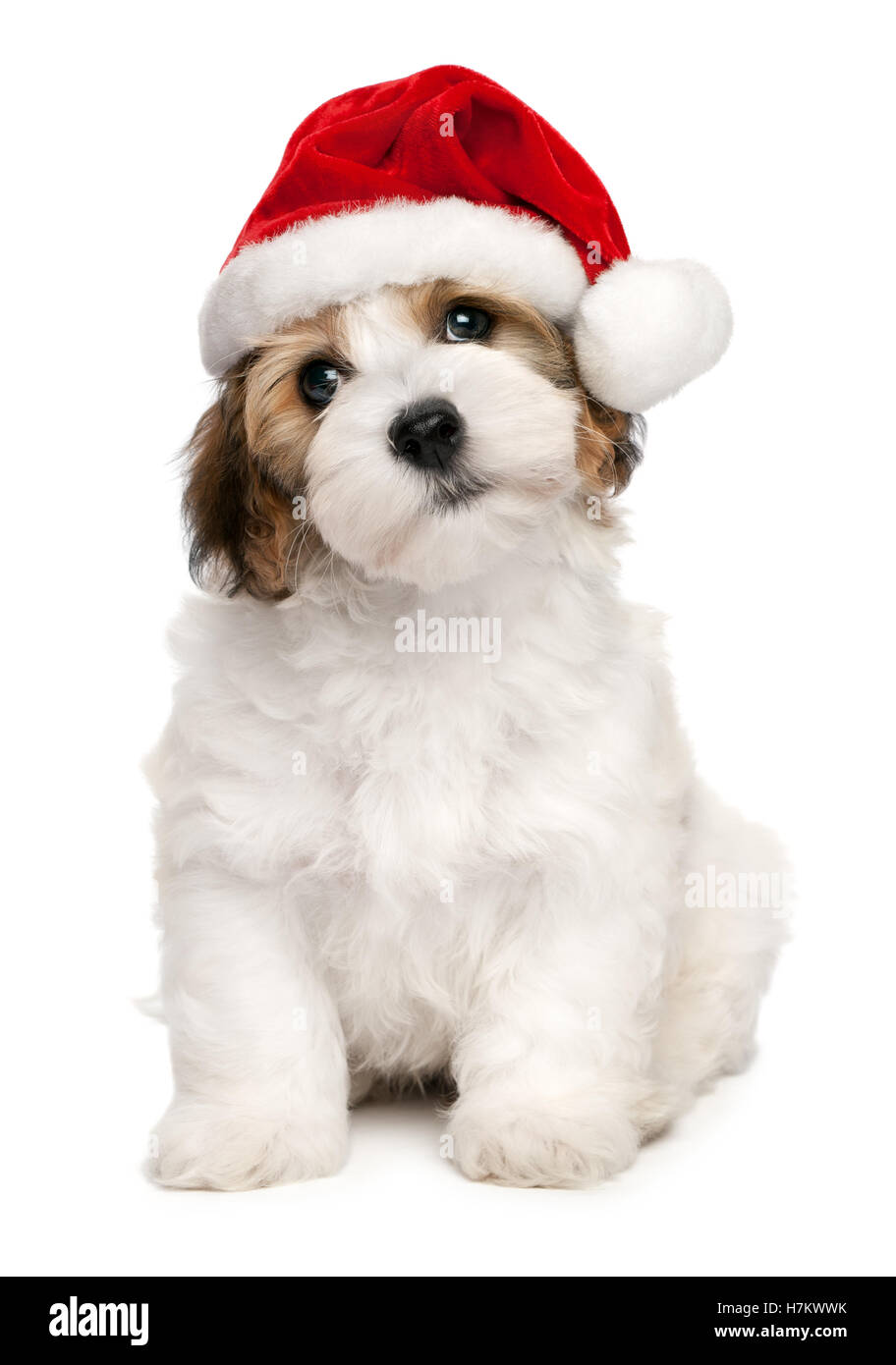 Bichon Havanais chiot mignon chien assis dans un Noël - Santa hat Banque D'Images