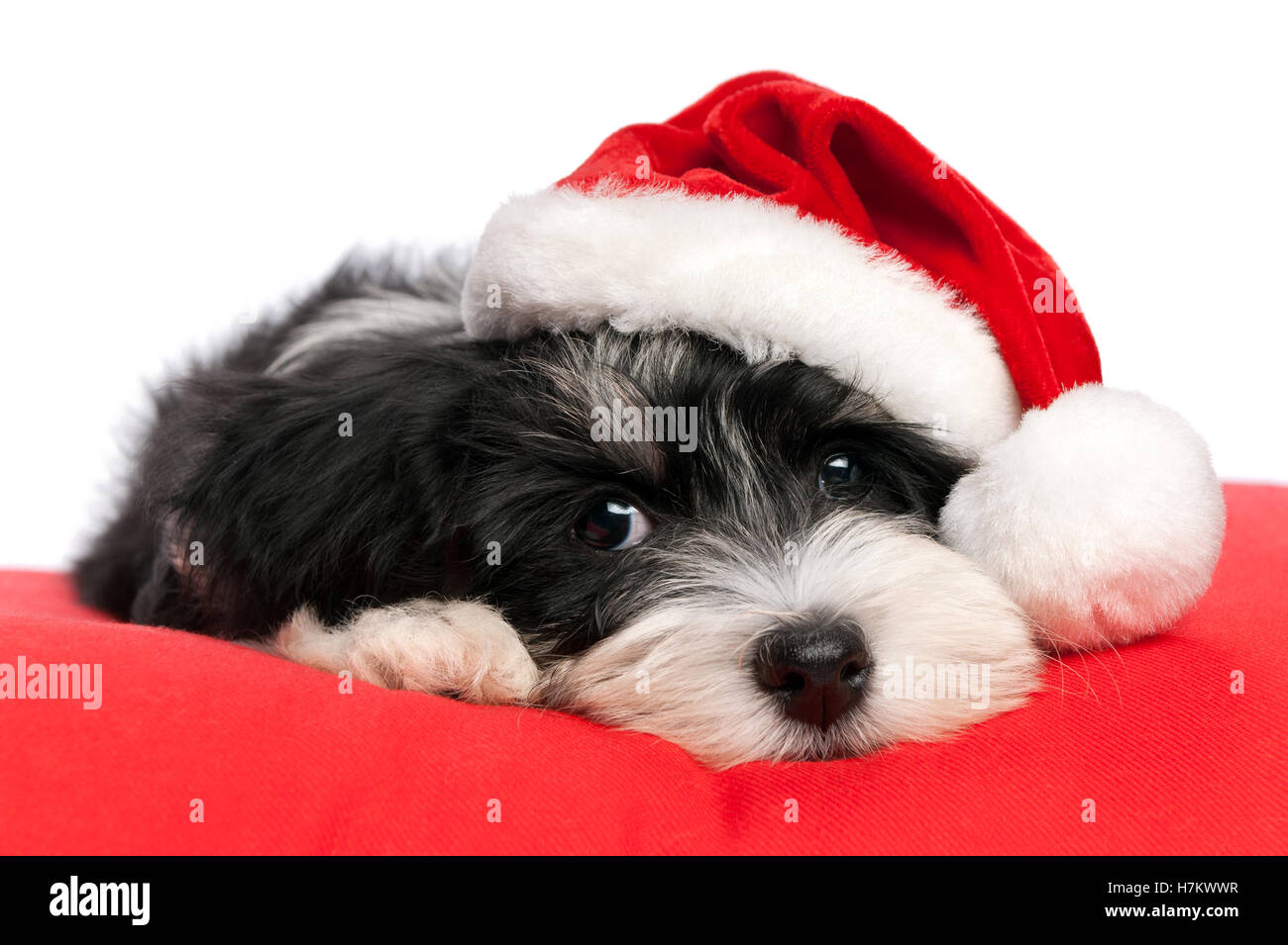 Bichon Havanais chiot Cute dog in Santa hat est couché sur un coussin rouge Banque D'Images