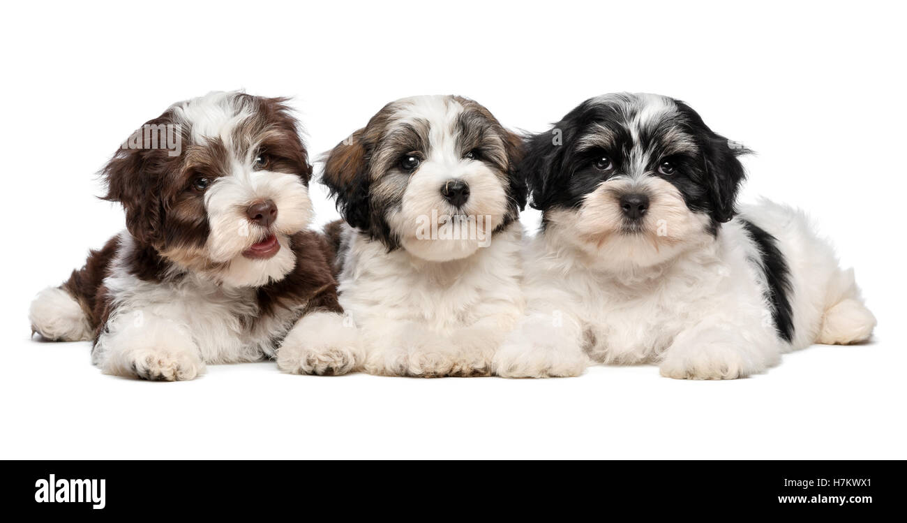 Trois chiots Bichon havanais mignon sont situées les unes à côté des autres Banque D'Images