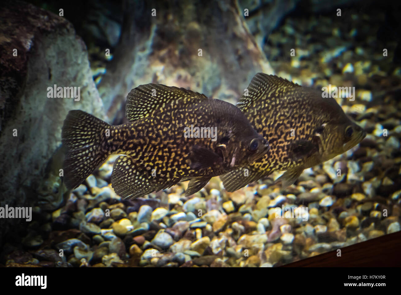 Poissons d’aquarium. Banque D'Images