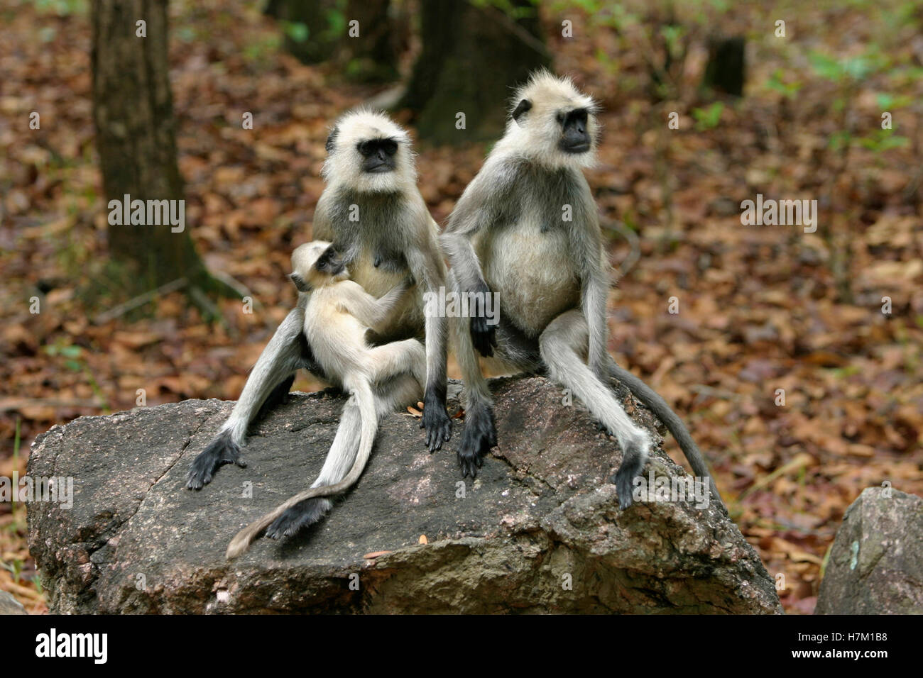 Langoor - Animaux Singe Hanuman Semnopithecus. Bébé allaité. Banque D'Images