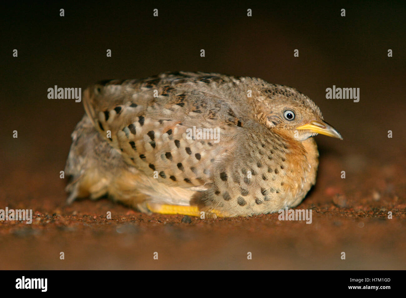 Bouton Bart Caille Banque D'Images