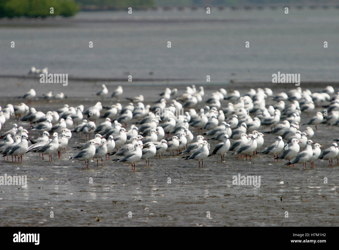 Famille laridae mouette Banque D'Images