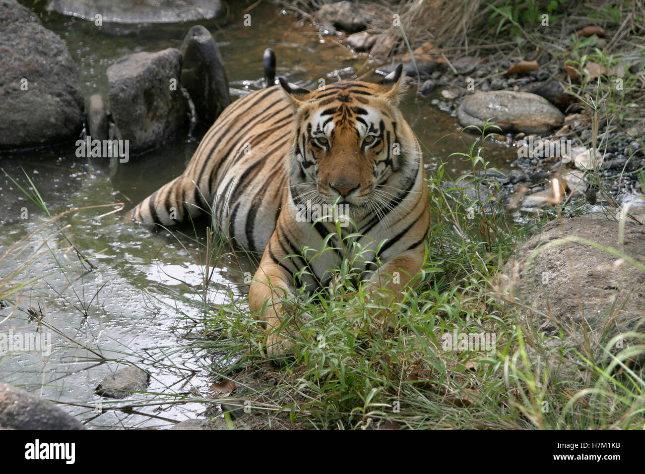 Tigre mâle, Panthera tigris, kanha national park, Madhya Pradesh, Inde Banque D'Images