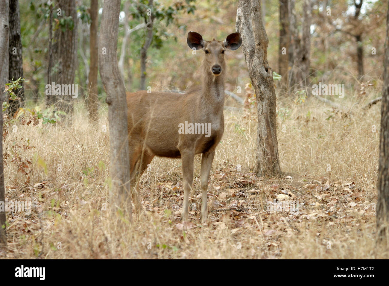 Cerfs Sambar, Cervus unicolor, Pench National Park, Madhya Pradesh, Inde Banque D'Images