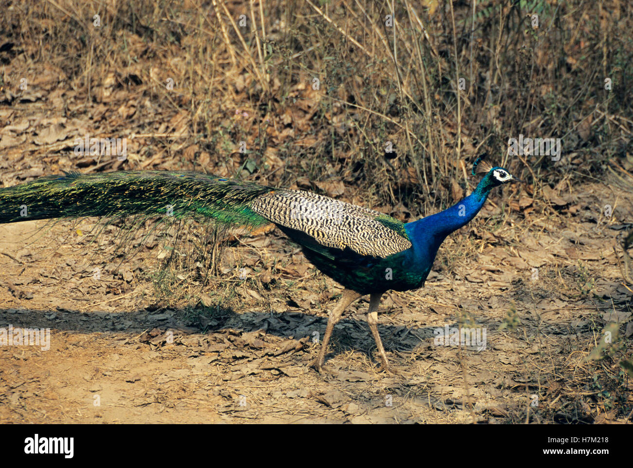 Pavo cristatus paons indiens mâle, parc national de Chitwan, au Népal. Banque D'Images
