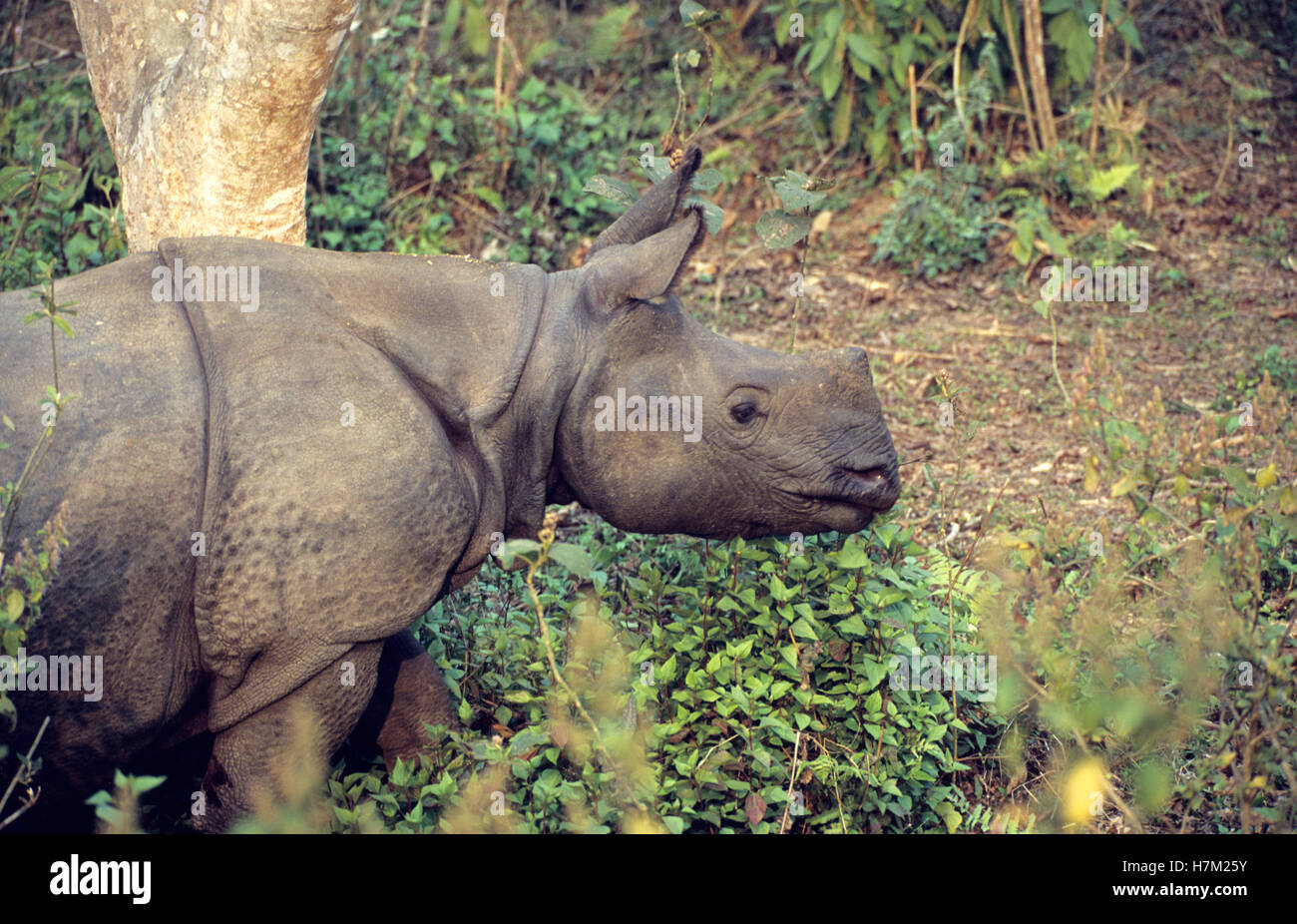 L'Indien Grand-duc d'un rhinocéros, Rhinoceros unicornis, Linneaeus, au parc national de Chitwan, au Népal. Banque D'Images