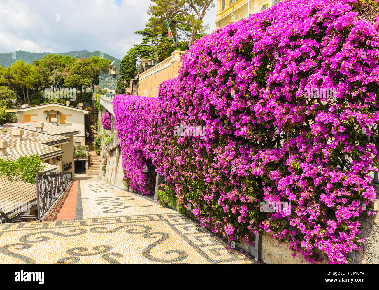 Bougainvilliers ornent l'entrée une retraite costal à Camogli Italie Banque D'Images