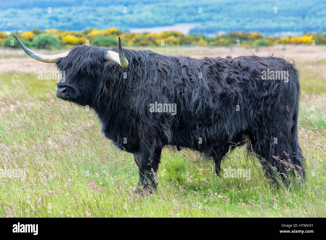 Vache Highland à Dornoch, Ecosse, Royaume-Uni Banque D'Images