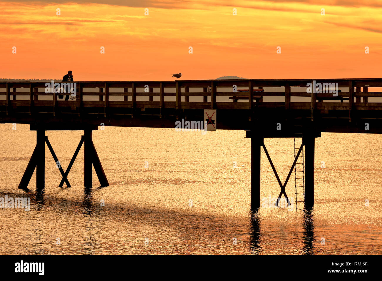 Pêcheur de crabe et seagull sur Sidney Pier at sunrise-Sidney, Colombie-Britannique, Canada. Banque D'Images