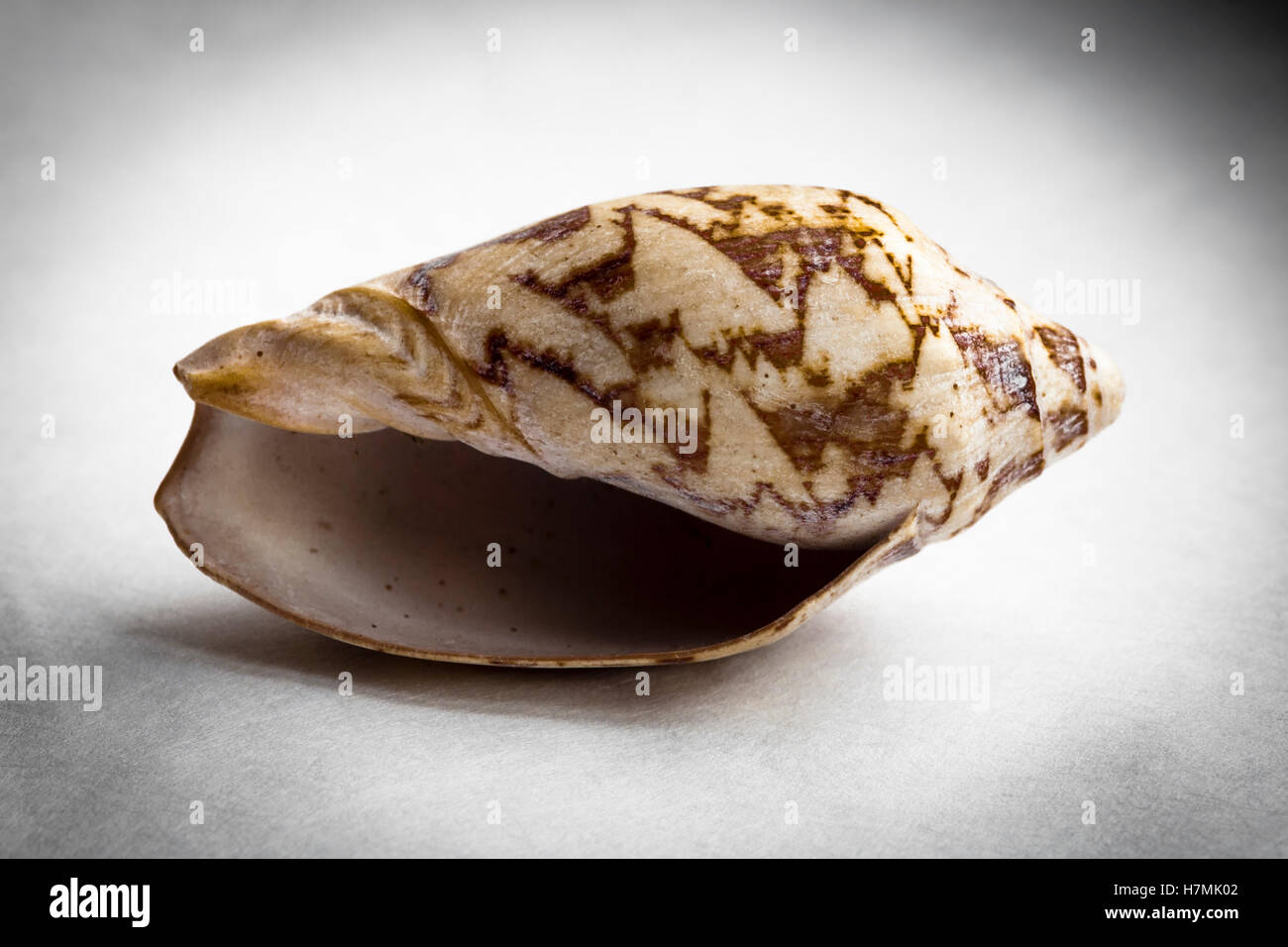 Une coquille d'escargot de mer vide Banque D'Images