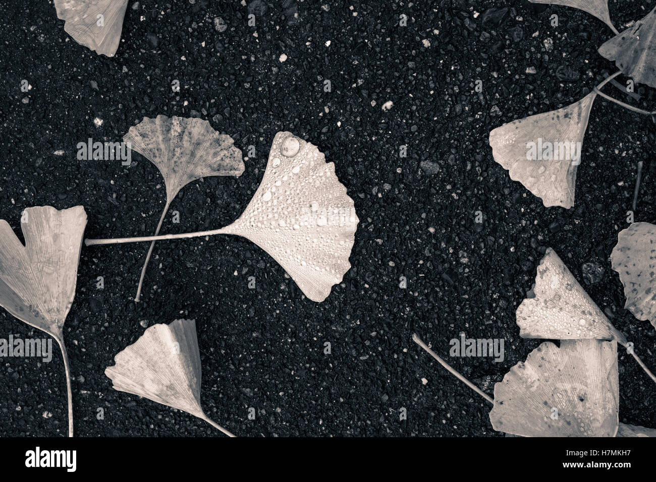 Humide, noir et blanc, b&w, de la décomposition ginko feuilles tombées au sol, sur un trottoir en asphalte, à l'automne sur un jour de pluie à Seattle Banque D'Images