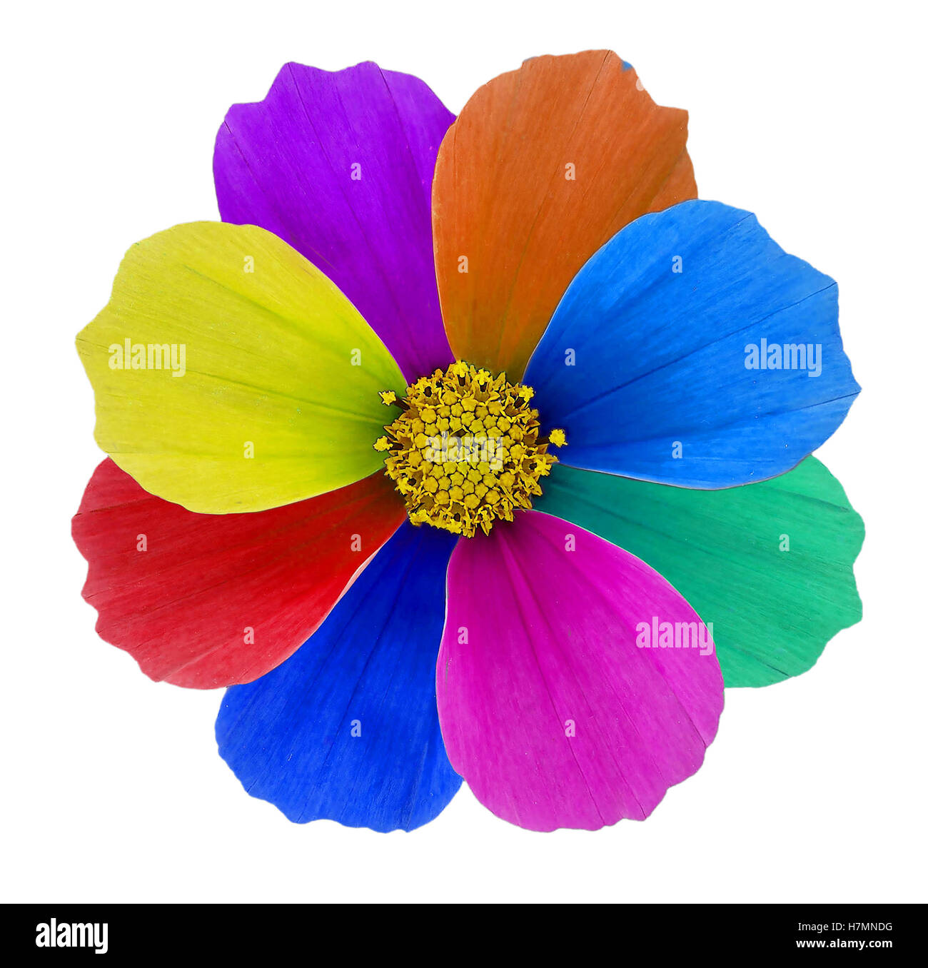 Fleur cosmos multicolores Banque D'Images