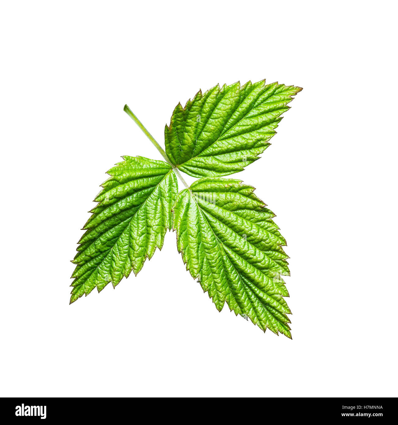 Feuilles de framboisier isolated on White Banque D'Images